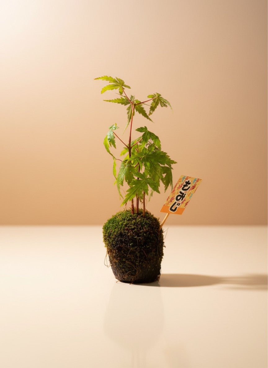Acer Palmatum Yamamomiji (Japan)