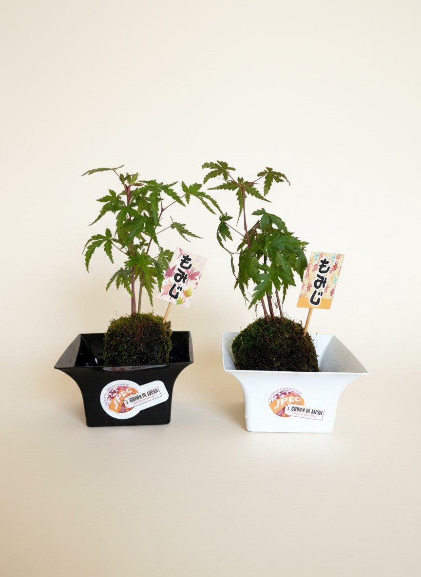Acer Palmatum Yamamomiji (Japan) - Potted plant -  - Tumbleweed Plants - Online Plant Delivery Singapore