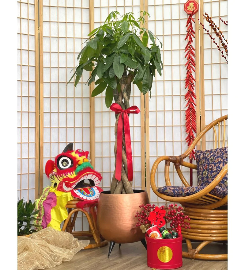 Tumbleweed Plants