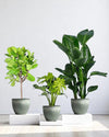 Living Room Statement Set - product - PROD - LIVI - 6942 - Tumbleweed Plants - Online Plant Delivery Singapore