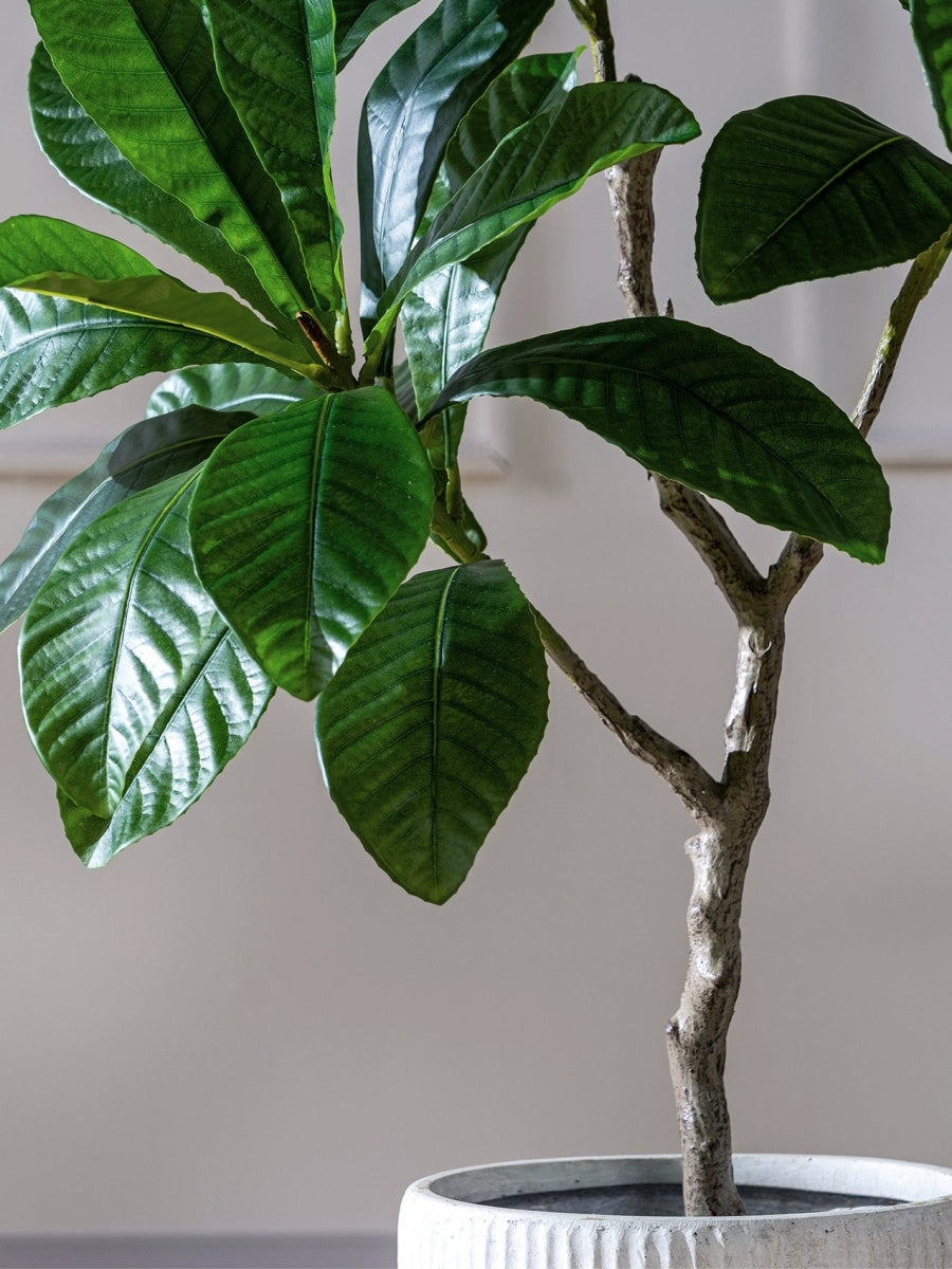 Loquat Tree (Faux) - Artificial Plant - 1838465394201858052 - 0 - Tumbleweed Plants - Online Plant Delivery Singapore