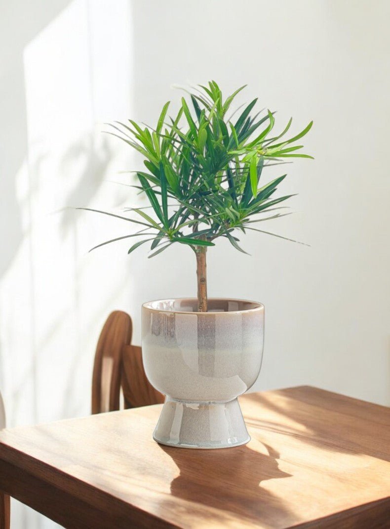 Tumbleweed Plants
