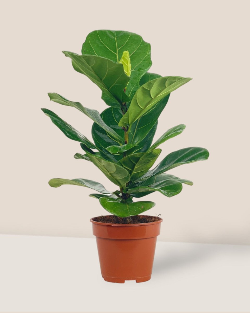 Medium Ficus Lyrata (0.5m) - grow pot - Potted plant - Tumbleweed Plants - Online Plant Delivery Singapore