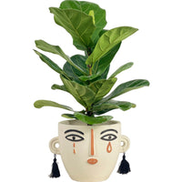 Medium Ficus Lyrata