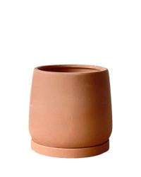 Tulip Terracotta - Medium