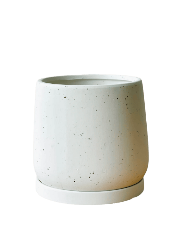 Medium Tulip Pot with Tray - Pots - POTS - MEDI - WHT - 6509 - Tumbleweed Plants - Online Plant Delivery Singapore