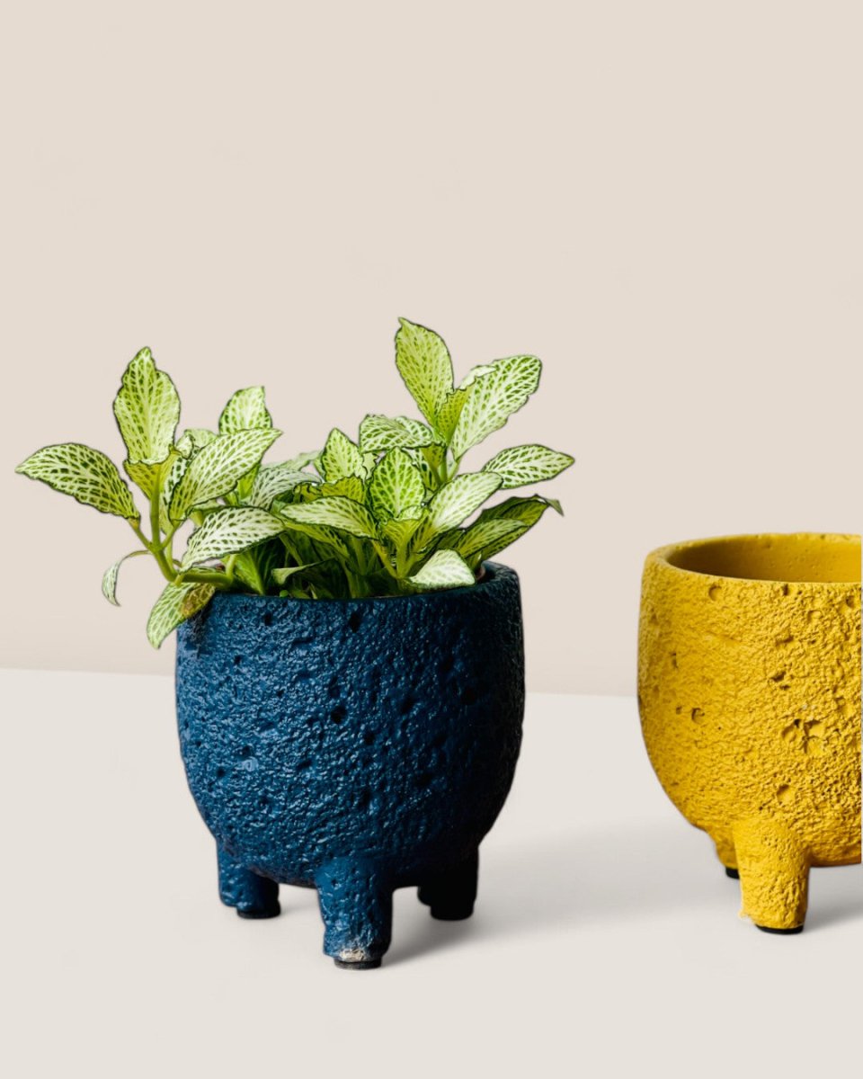 Mini Anya Cement Pot - Pots - POTS - MINI - 6489 - Tumbleweed Plants - Online Plant Delivery Singapore
