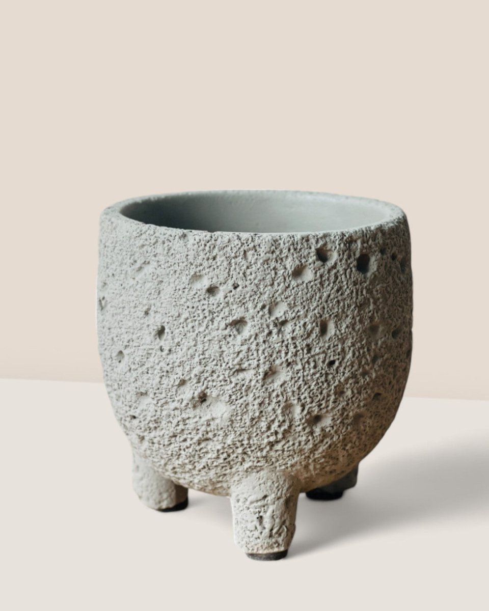 Mini Anya Cement Pot - Pots - POTS - MINI - 6489 - Tumbleweed Plants - Online Plant Delivery Singapore