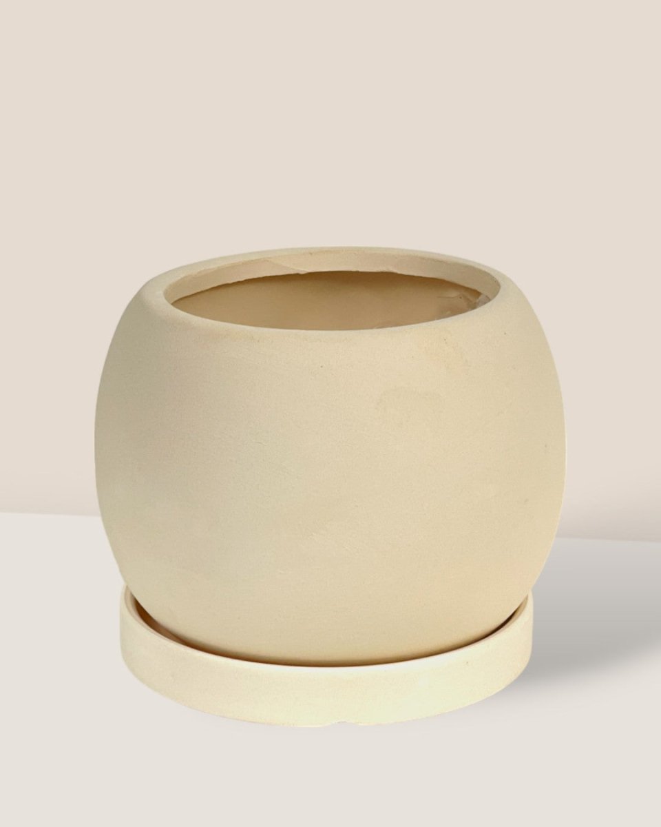 Mini Nala Planter - brown - Pot - Tumbleweed Plants - Online Plant Delivery Singapore