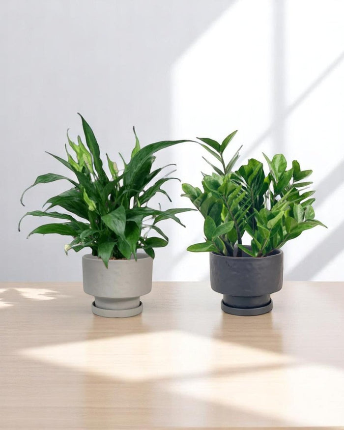 Mom’s Little Sanctuary - product - PROD - MOM - 6939 - Tumbleweed Plants - Online Plant Delivery Singapore