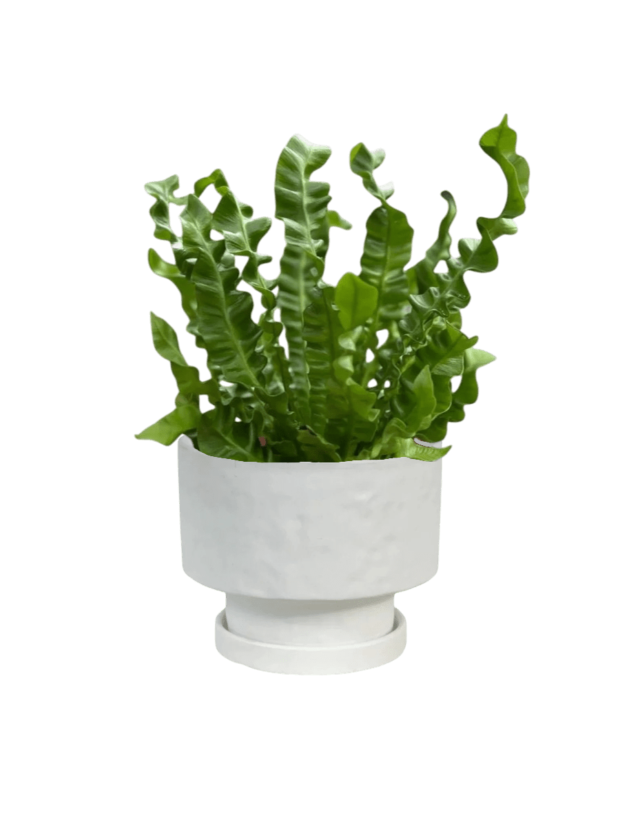 Mood Boosters Set - Plant Bundle - PROD - MOOD - 7080 - Tumbleweed Plants - Online Plant Delivery Singapore