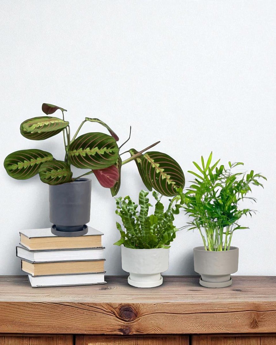 Mood Boosters Set - Plant Bundle - PROD - MOOD - 7080 - Tumbleweed Plants - Online Plant Delivery Singapore