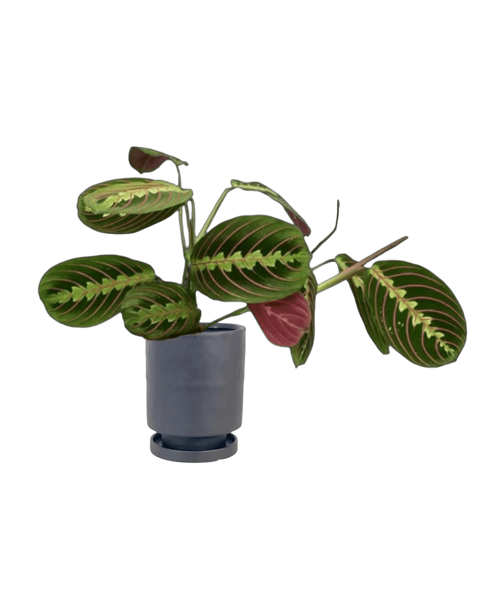Mood Boosters Set - Plant Bundle - PROD - MOOD - 7080 - Tumbleweed Plants - Online Plant Delivery Singapore