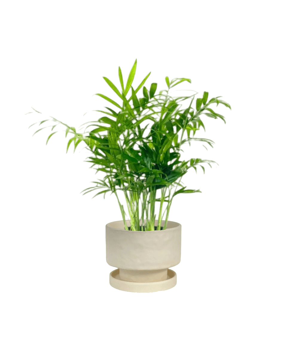 Mood Boosters Set - Plant Bundle - PROD - MOOD - 7080 - Tumbleweed Plants - Online Plant Delivery Singapore