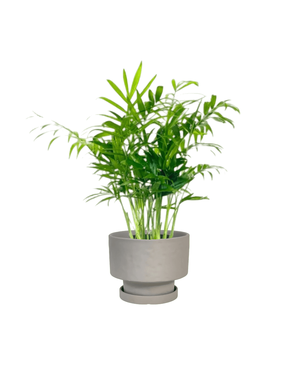 Mood Boosters Set - Plant Bundle - PROD - MOOD - 7080 - Tumbleweed Plants - Online Plant Delivery Singapore