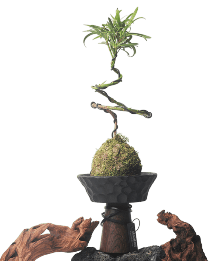 Nest Planter - Planter - 5983441419220 - Tumbleweed Plants - Online Plant Delivery Singapore