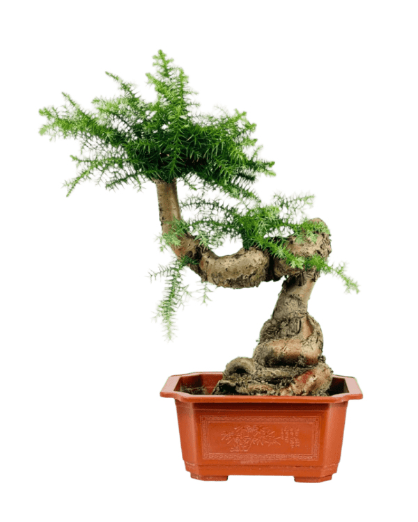 Norfolk Pine Bonsai - Potted plant - POTT - NORF - GRW - 6340 - Tumbleweed Plants - Online Plant Delivery Singapore