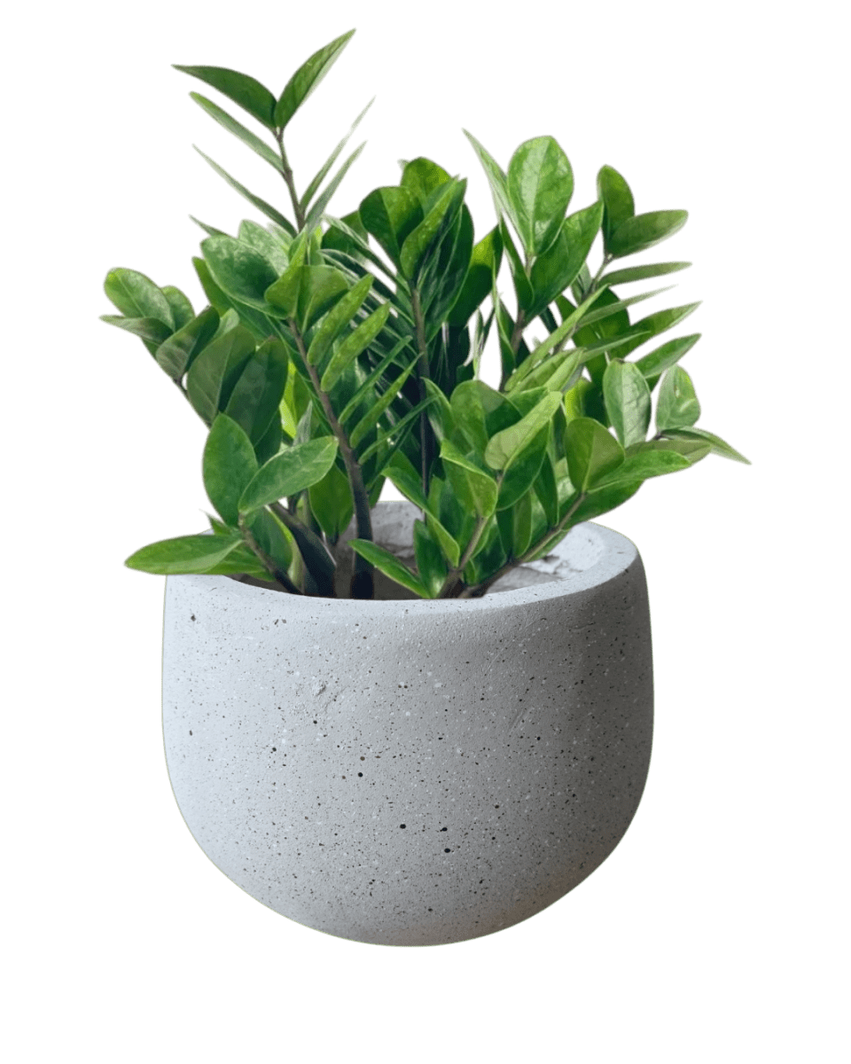 Nova Planter Medium - Pots - 4754535109639 - Tumbleweed Plants - Online Plant Delivery Singapore