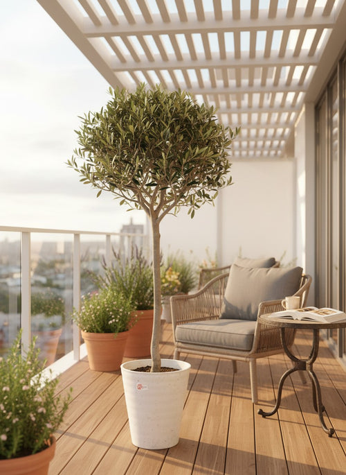 Tumbleweed Plants