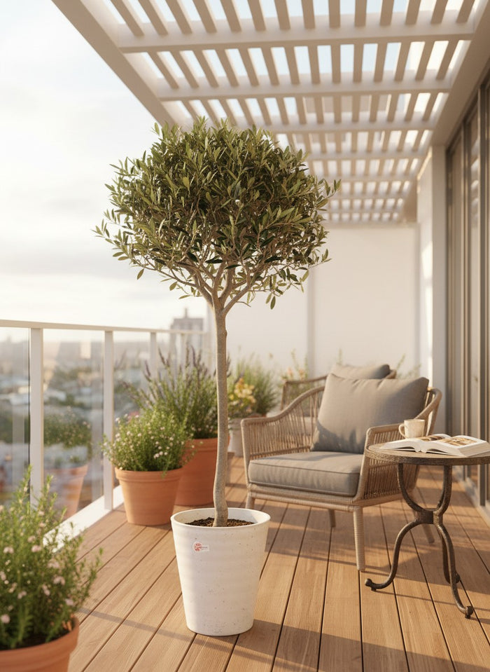 Olive Topiary - Japan