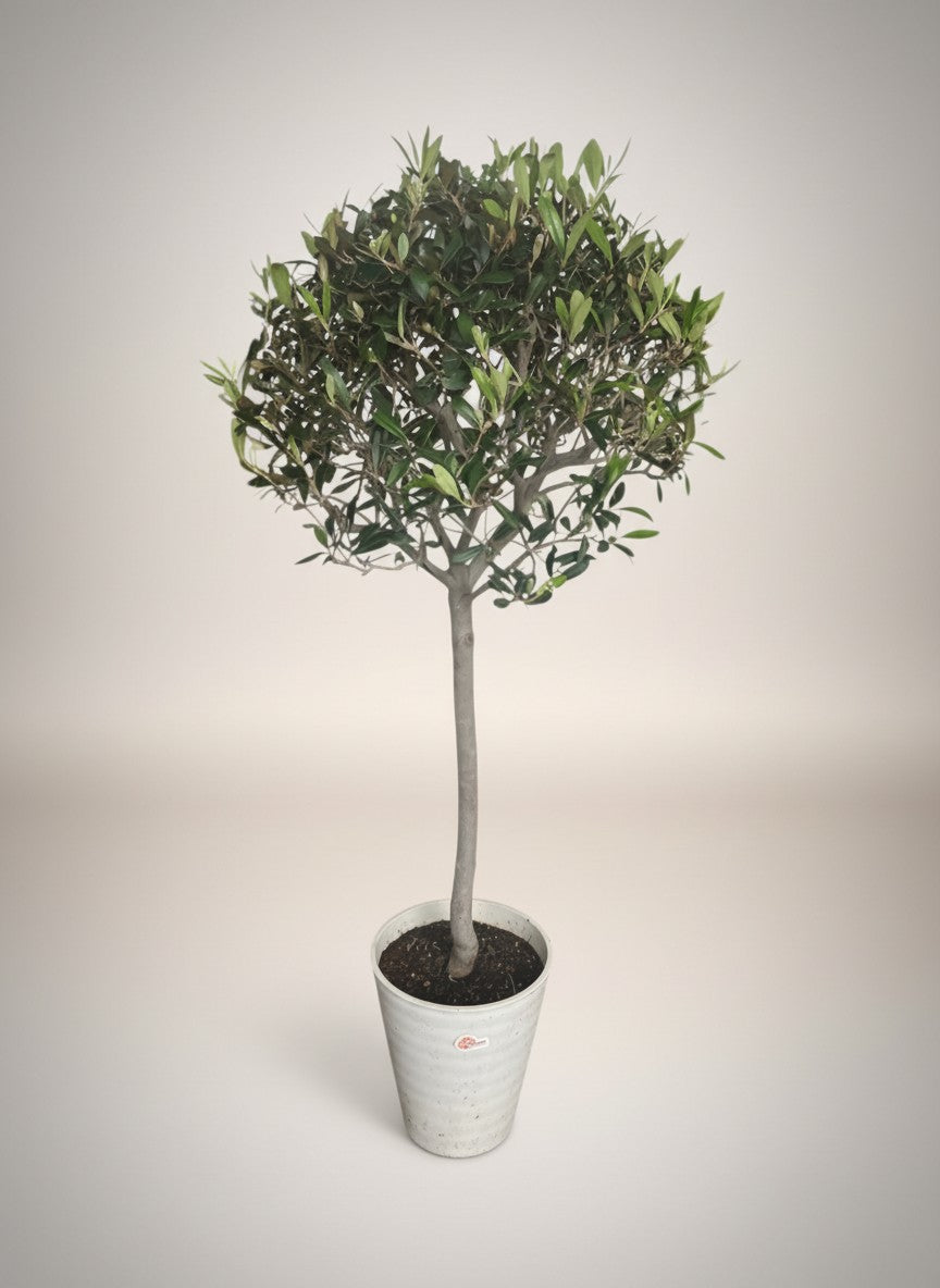 Grow Pot