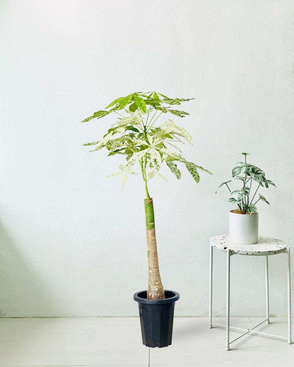 Pachira Milky Way - grow pot - Potted plant - Tumbleweed Plants - Online Plant Delivery Singapore