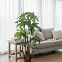 Seven Fortune Money Tree