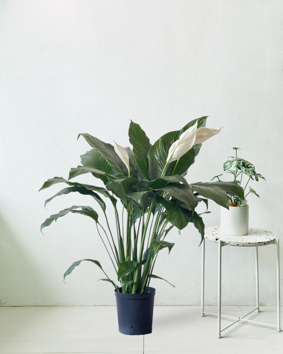 Peace Lily (1.0m) - grow pot - Potted plant - Tumbleweed Plants - Online Plant Delivery Singapore