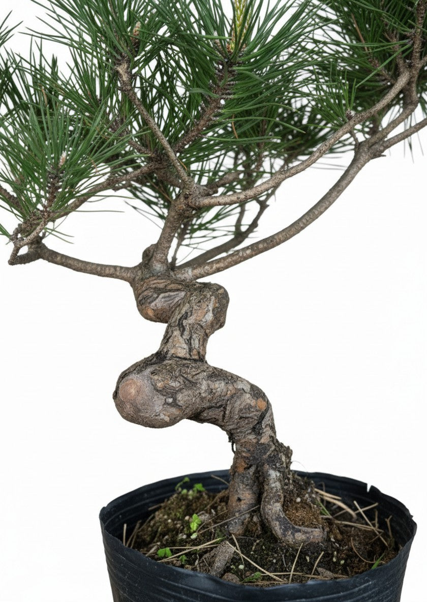 Japanese Black Pine Bonsai - Petite