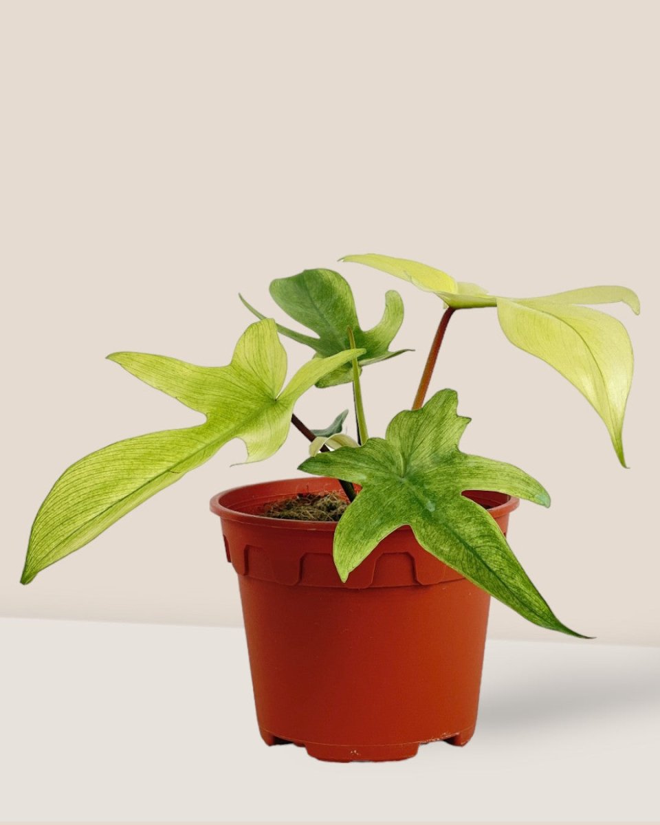 Philodendron Florida Ghost - grow pot - Potted plant - Tumbleweed Plants - Online Plant Delivery Singapore