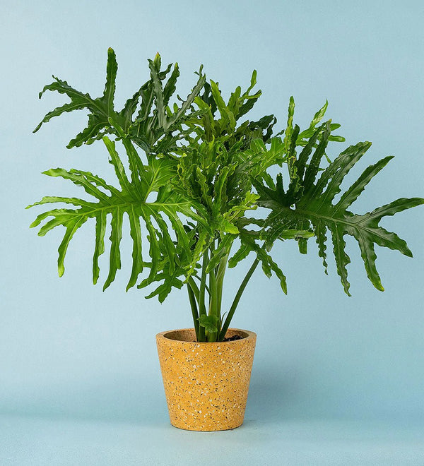 Tumbleweed Plants