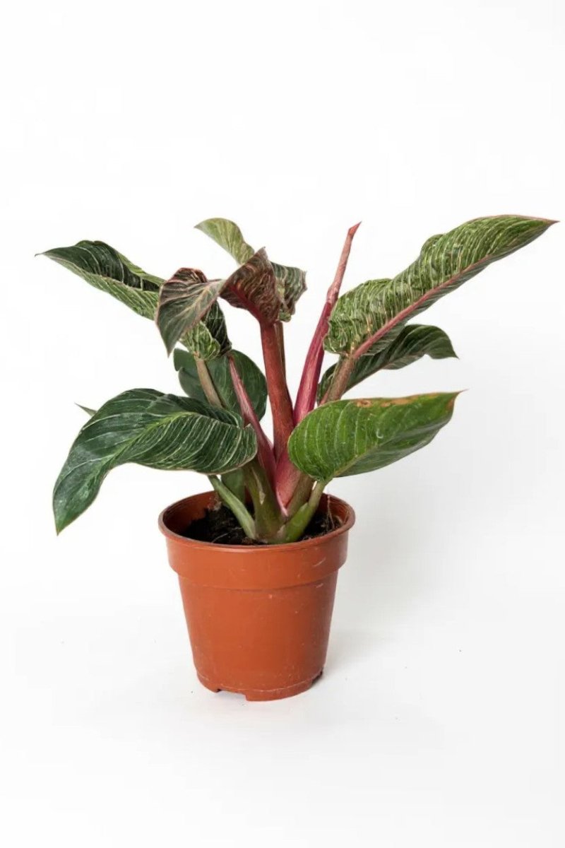 Philodendron Birkin - Pink - Potted plant - POTT - PHIL - GRW - 7468 - Tumbleweed Plants - Online Plant Delivery Singapore