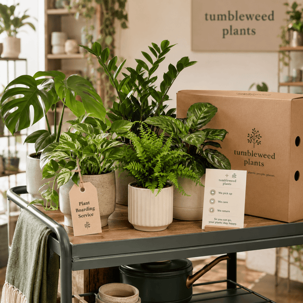 Tumbleweed Plants