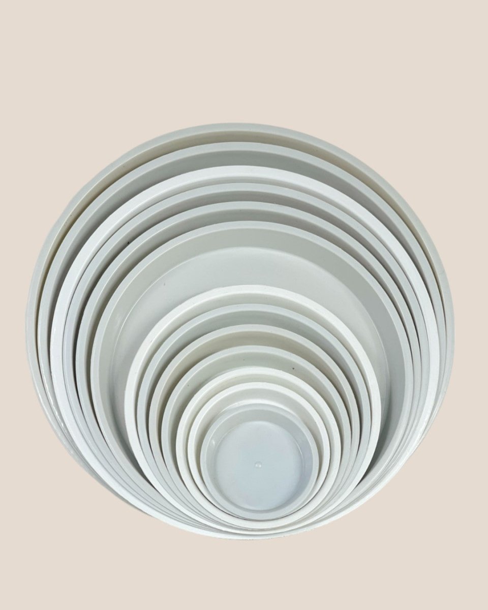 Plastic Tray (White) - 16.5cm - Tray - Tumbleweed Plants - Online Plant Delivery Singapore
