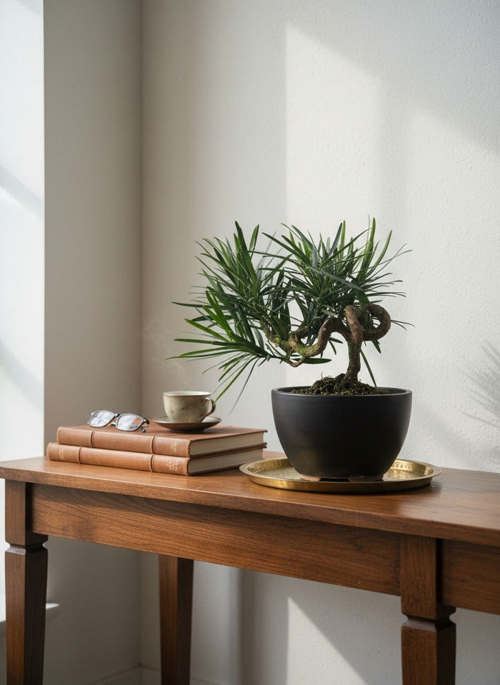 Curly Podocarpus Bonsai - Potted plant -  - Tumbleweed Plants - Online Plant Delivery Singapore