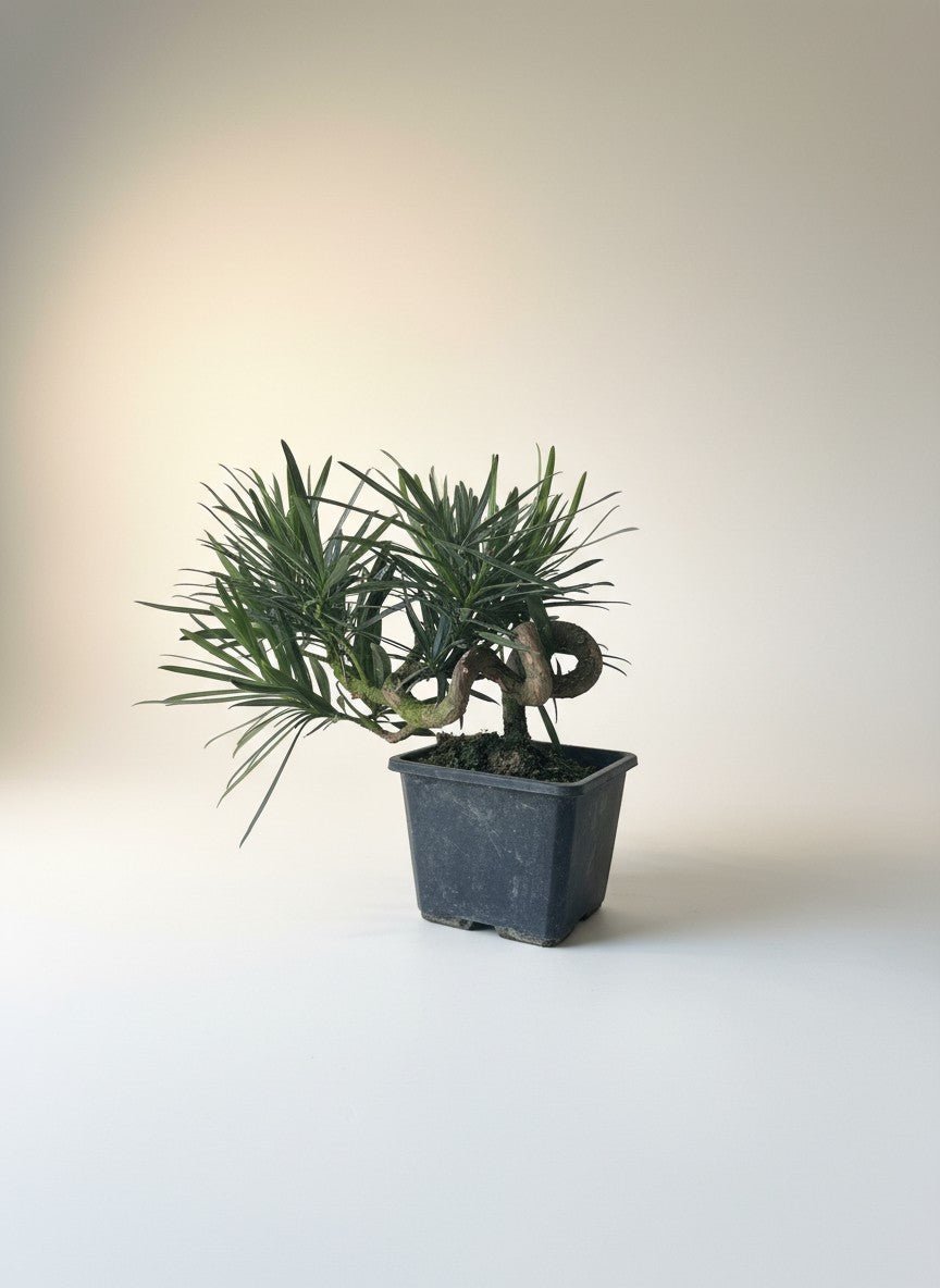 Grow Pot