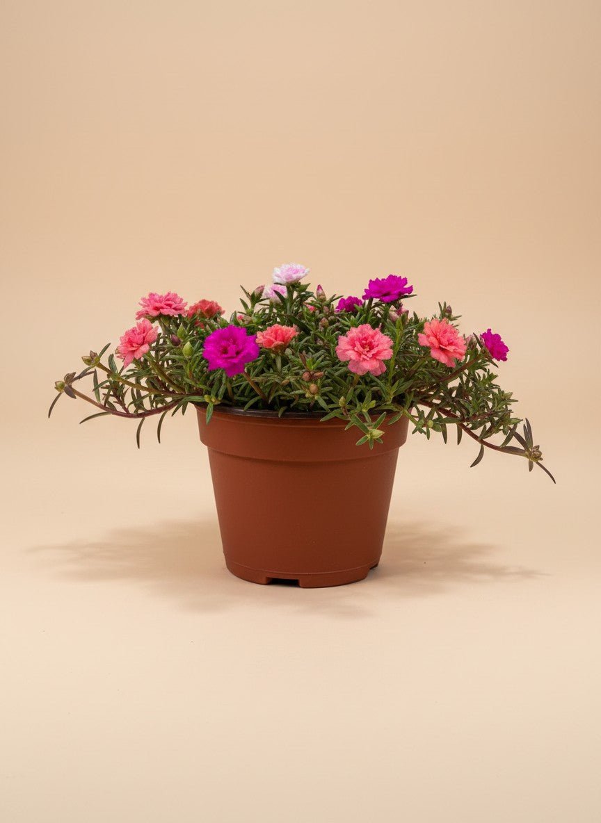 Grow Pot