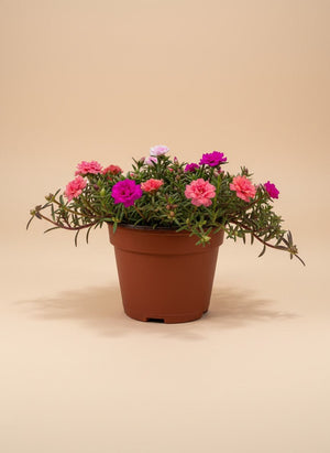 Tumbleweed Plants