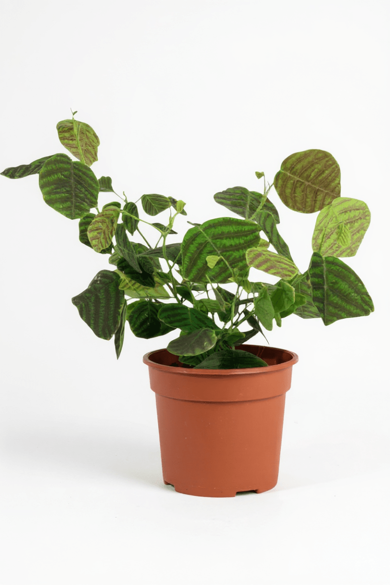 Grow Pot