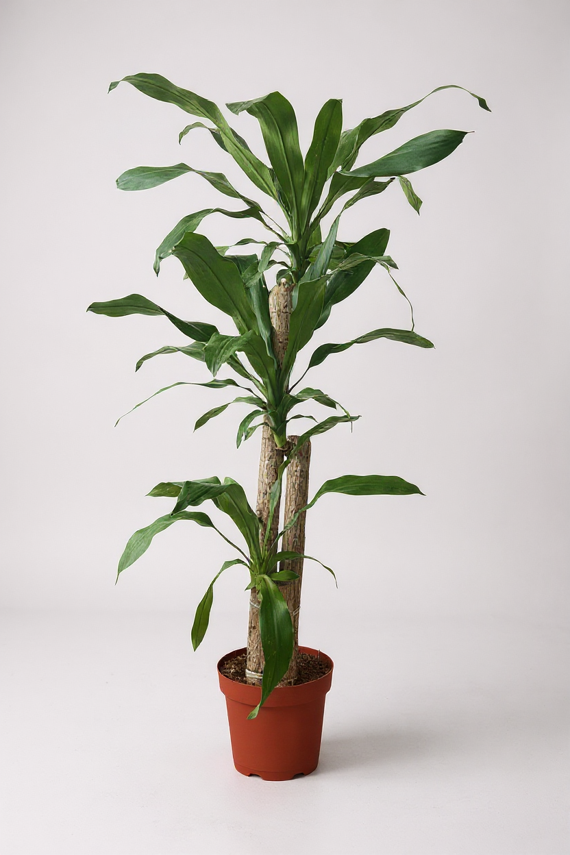 Large Dracaena Fragrans (Iron Tree) - Potted plant -  Tumbleweed Plants