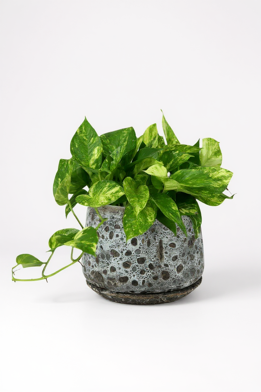 Epipremnum Aureum - Golden Pothos (Variegated) - Potted plant -  Tumbleweed Plants