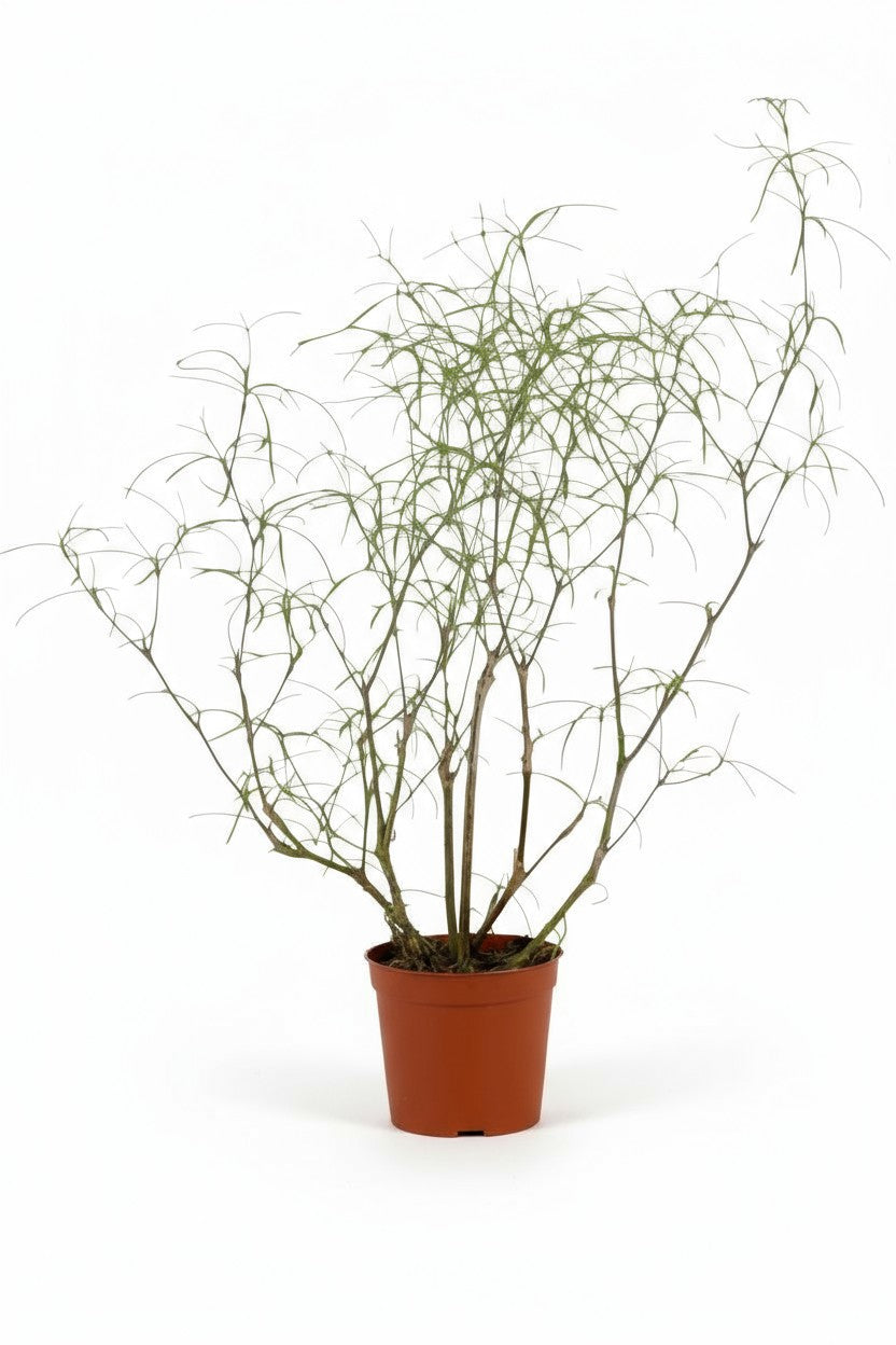 Grow Pot