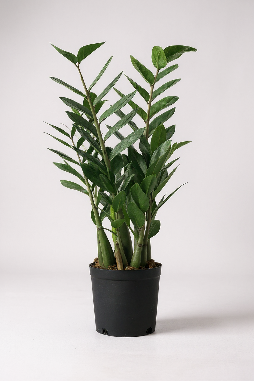 Grow Pot