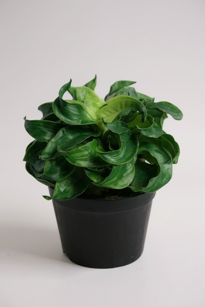 Dracaena Tornado