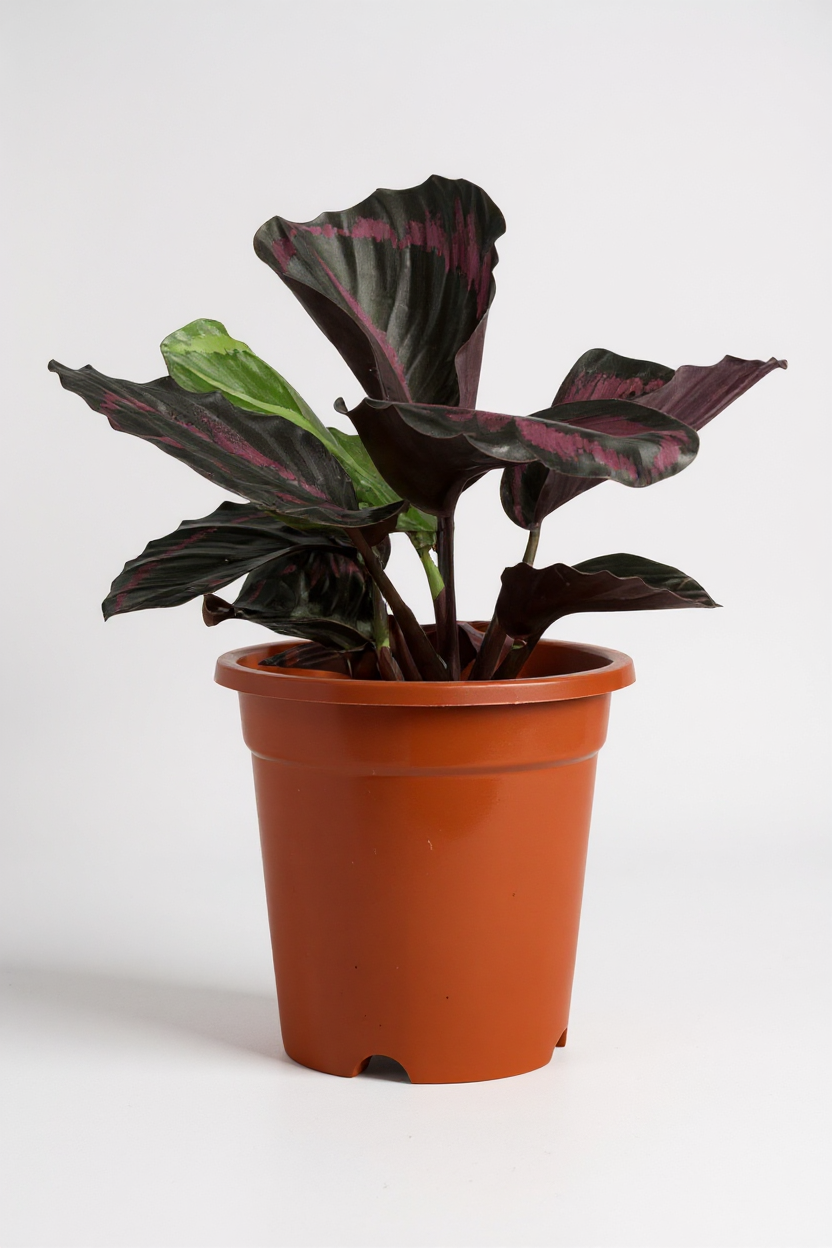Grow Pot