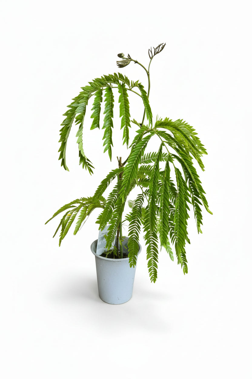 Everfresh Little Tree - Pithecellobium Confertum Japan - Potted plant - POTT-EVER-SNG-7805 - Tumbleweed Plants - Online Plant Delivery Singapore