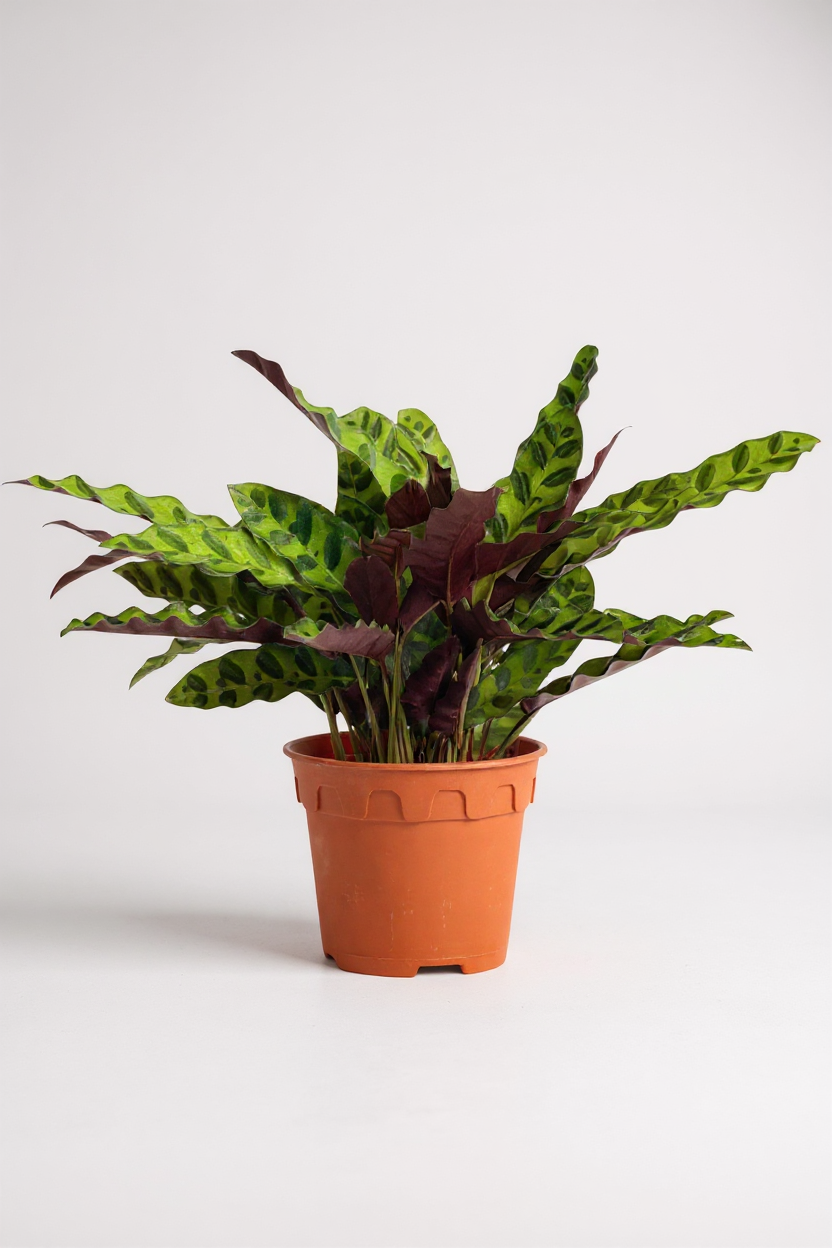 Calathea Lancifolia