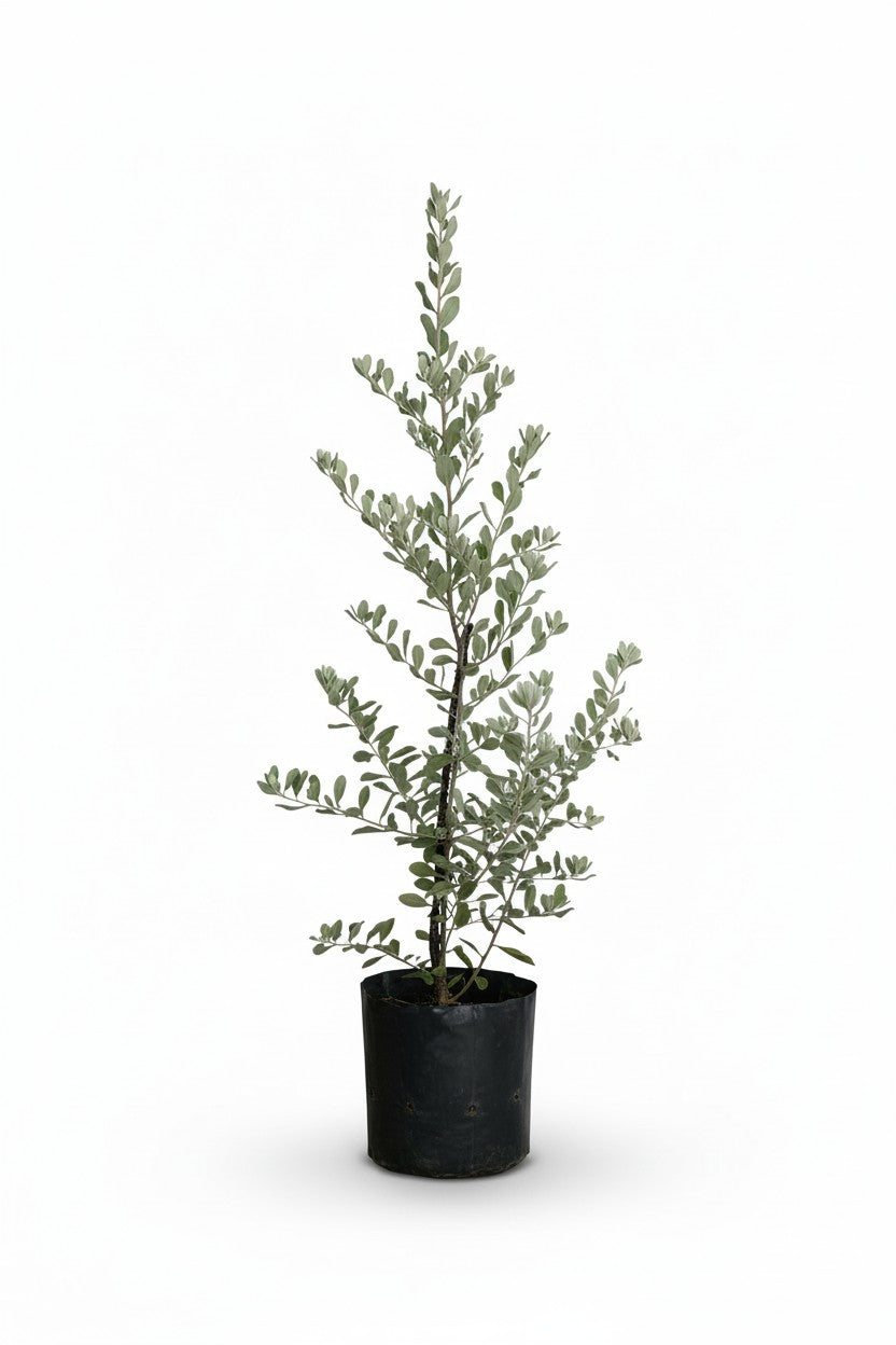 Grow Pot