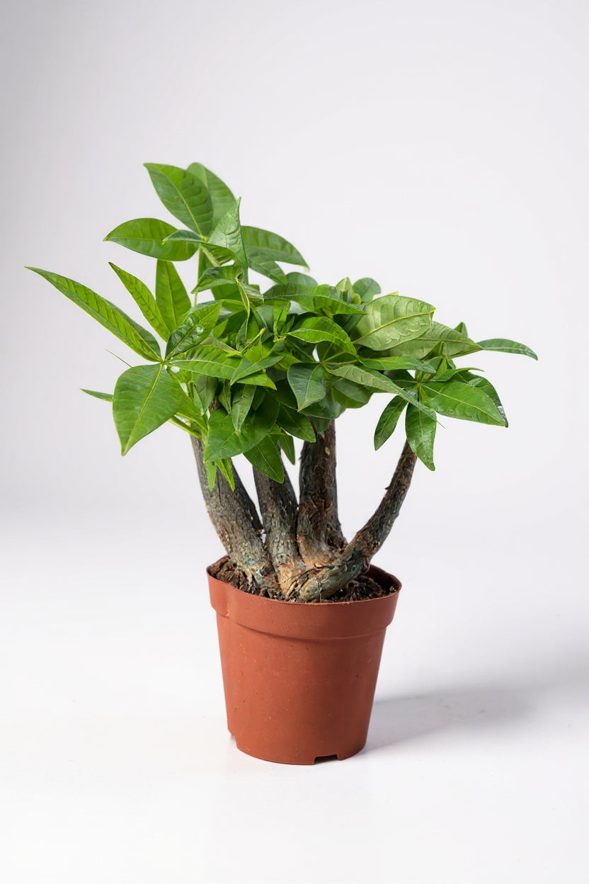 Money Tree Full Bloom