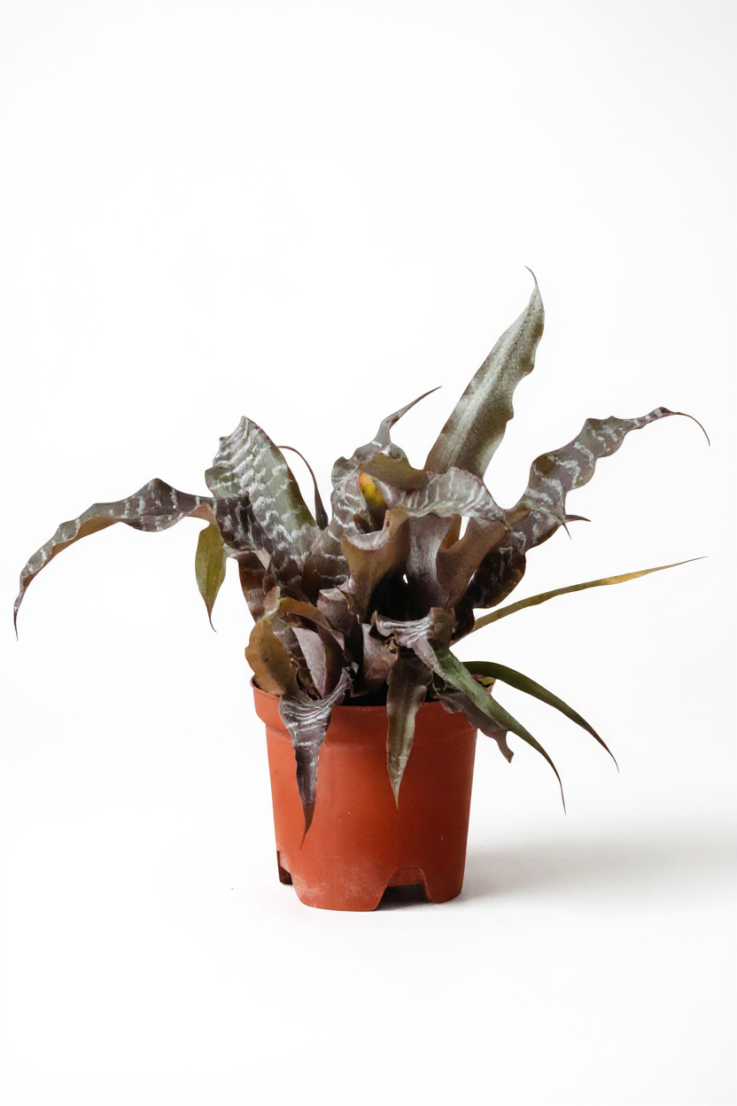Grow Pot